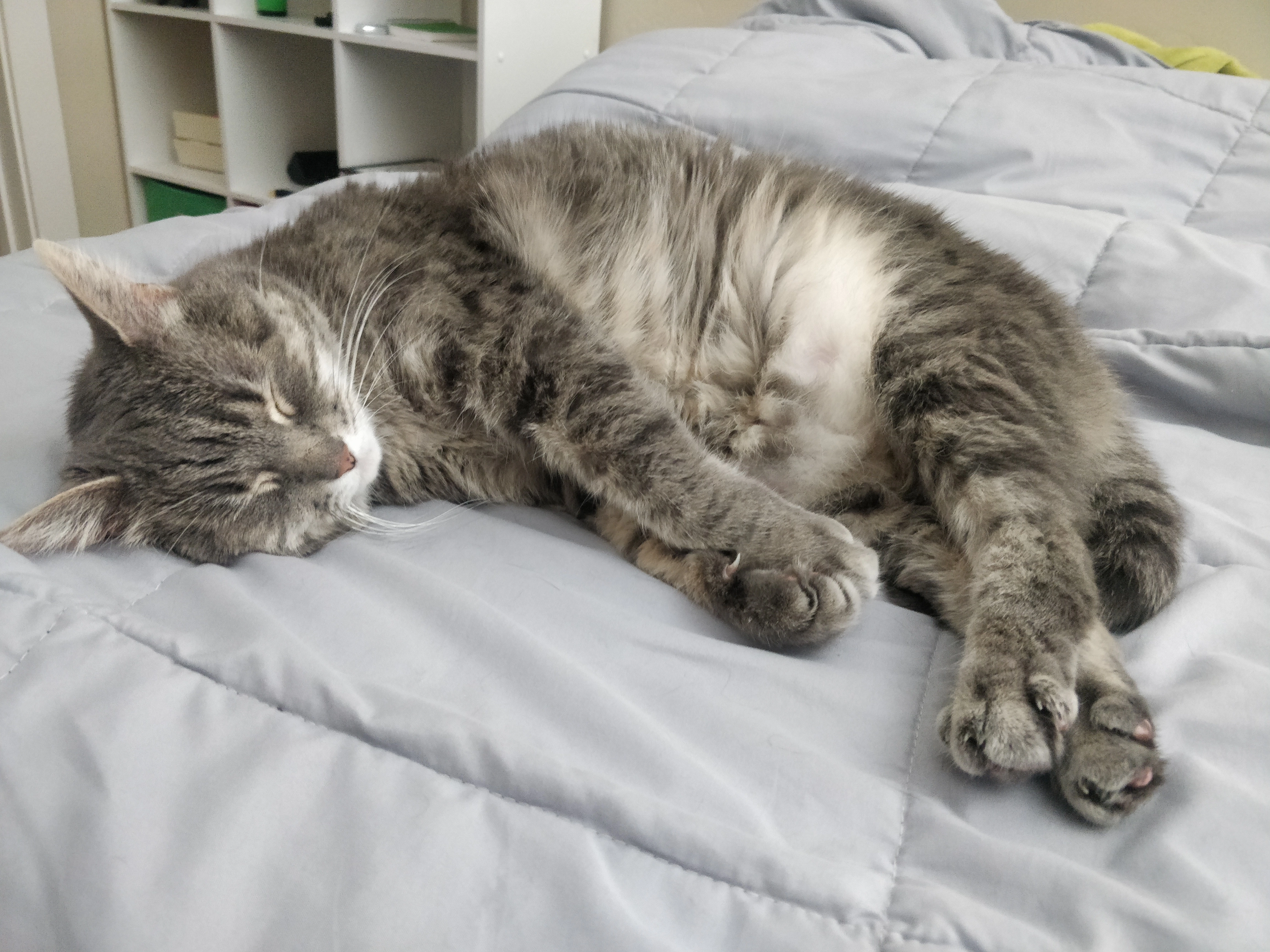 my cat smokey